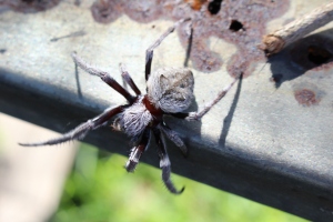 Spider identification