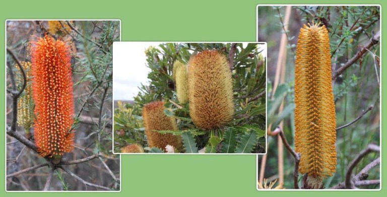 banksia boy collage