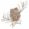 banksia clipart sepia