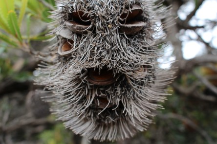 banksia man awake
