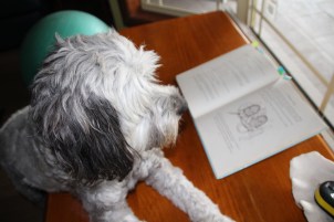 Distractordog and banksia men