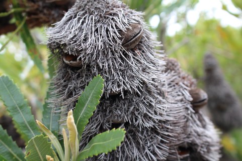 grumpy banksia man