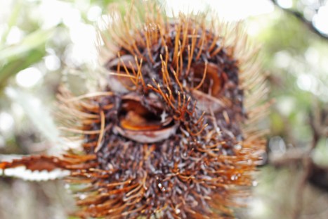 laughing banksia man