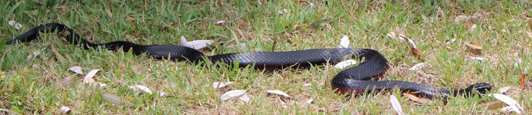 Red belly black long_edited-1