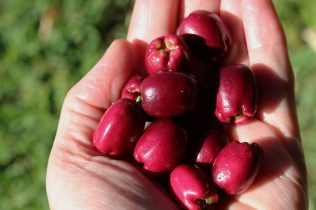 Lilly Pillys picked in late May