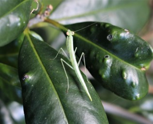 small praying mantis