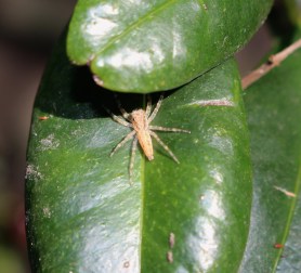 Bronze jumping spider?