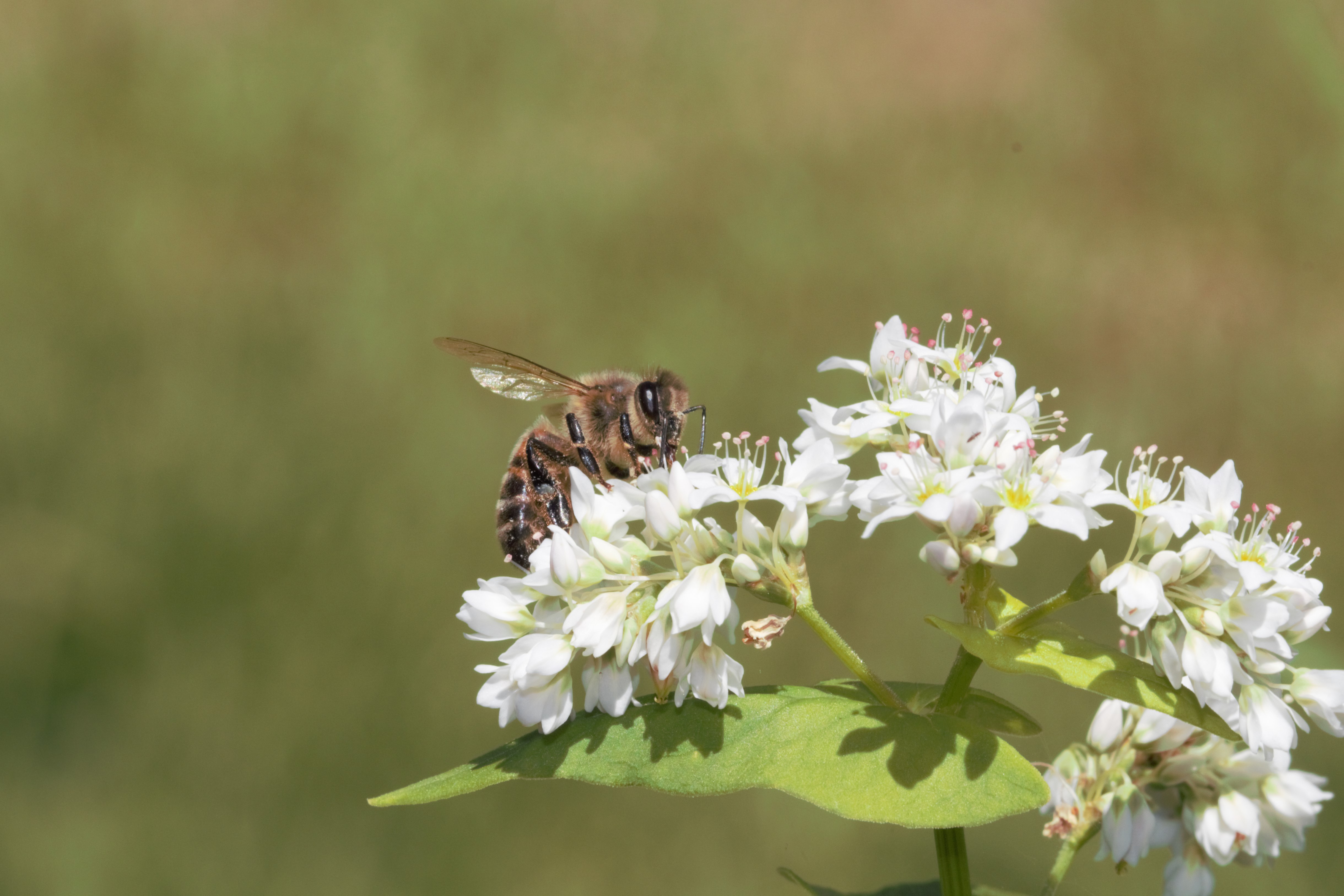 Logger Insect Nature lover's log – Finding the wonder and beauty in the living things ...