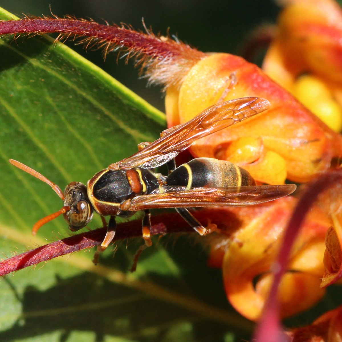 Bug-a-log – Nature lover's log