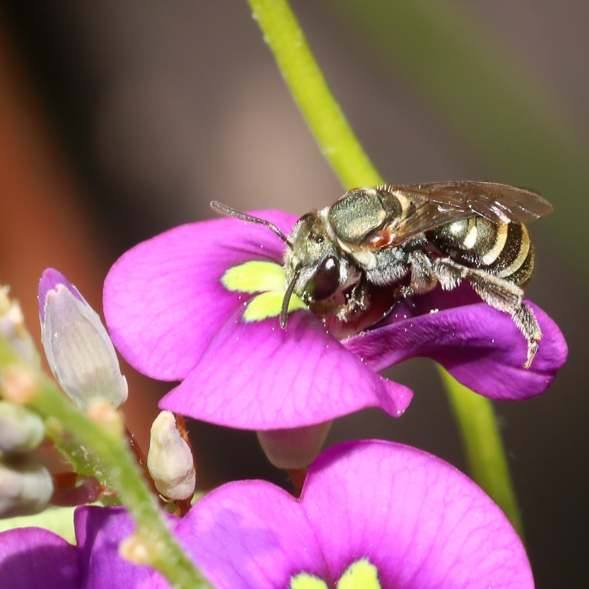 Bug-a-log – Nature lover's log