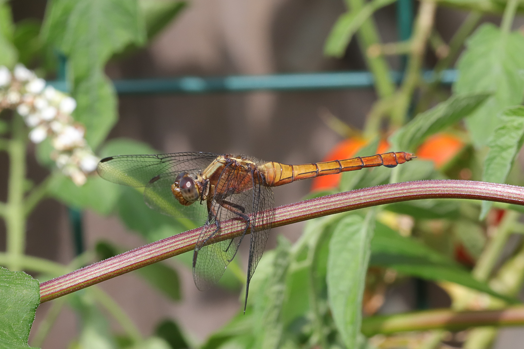 mantid-0514.jpg?w=1757&h=1080& mantid-0514.jpg?w=1757&h=1080&