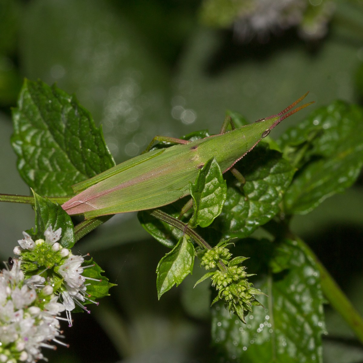 Bug-a-log – Nature lover's log